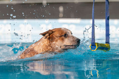 Red cattle dog in a swimming pool about to grab a toy during a gameの写真素材