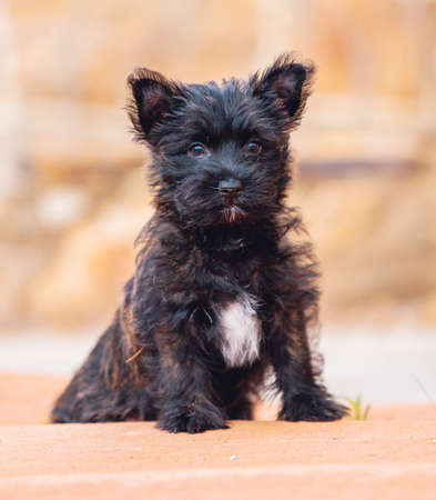 Natural portrait of a Carin Terrier puppyの写真素材