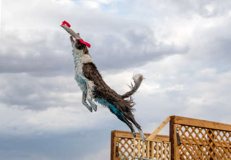 Border collie dock diving and jumping off the dock to catch a toyの写真素材