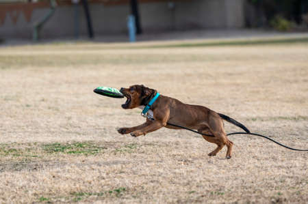 Playing disc in the park brown Staffordshire Terrier about to catch the toyの写真素材