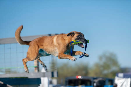 Belgian Malinois after jumping off a dock with a toy in his mouthの写真素材