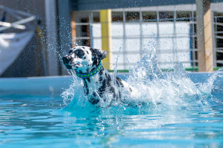 Dalmatian dog in a swimming pool after jumping off a dockの写真素材