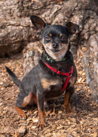 Happy Chihuahua smiling and sitting for a portrait by a treeの写真素材