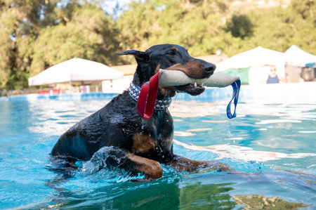 Doberman dog in bling collar getting out of a pool with his toyの写真素材