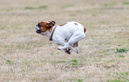 English Bulldog running on a field in the spring. Horizontal shot.の写真素材