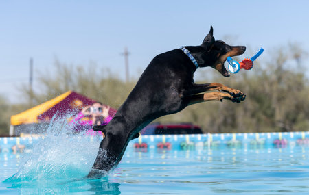Dobermann Pincher landing in the pool catching a toyの写真素材