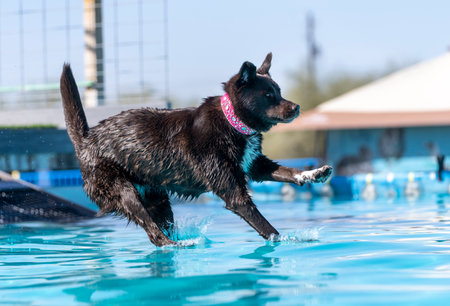 Chocolate Labrador Retriever dock diving into a pool with a bling pink collarの写真素材