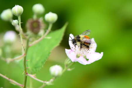 Bumble bee sitting on a white flowerの写真素材