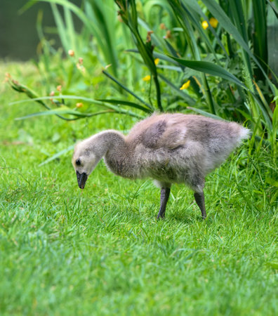 Gosling in the grass at the pond looking for foodの写真素材