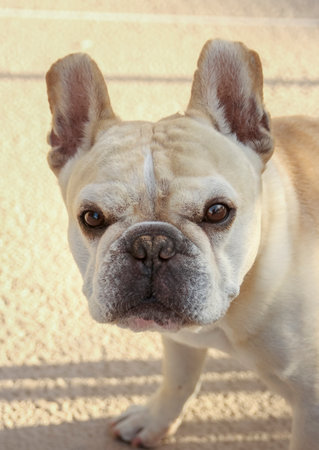 Tan French Bulldog portrait outdoorsの写真素材
