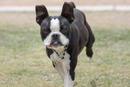 A happy Boston terrier running on the grass at the parkの写真素材