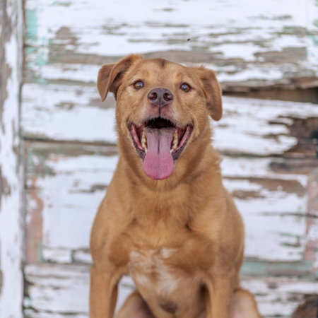 Portrait of a brown dog on a background of a wooden wallの写真素材