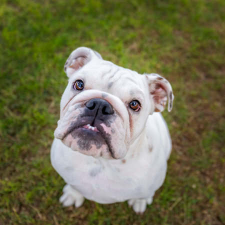 White bulldog puppy in the grass looking up at the cameraの写真素材