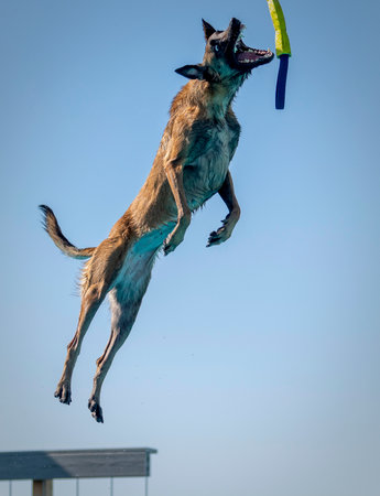Belgian Malinois dog with his mouth open about to catch a toy while dock divingの写真素材