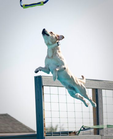 yellow Labrador Retriever jumping off a dock looking to catch a toy before landing in the poolの写真素材