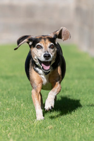 Beagle running in the grass smiling while his ears are flying outの写真素材