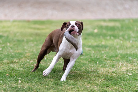 Brown and white Boston Terrier on the grass carrying a horn and runningの写真素材