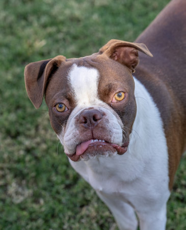 Brown and white Boston Terrier with his tongue out looking up at cameraの写真素材