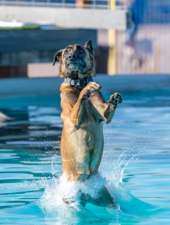 Belgian Malinois dog splashing into a swimming poolの写真素材