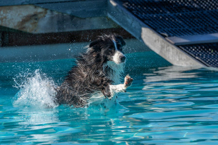 Border collie landing in a swimming pool and swimmingの写真素材