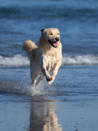 Siberian Husky jumping through the water at the ocean shoreの写真素材