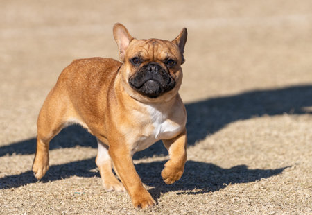 Brown and red French Bulldog on the dry grass smiling for the cameraの写真素材