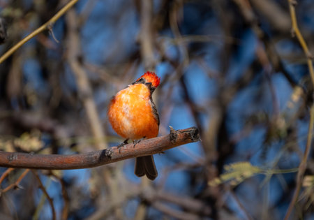 Bright vermilion flycatcher tilting his head while sitting on a branchの写真素材