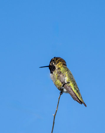 Hummingbird sitting on a branch against a blue skyの写真素材