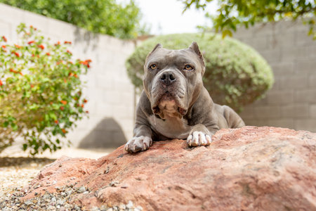 Grey pit bull posing on a rock for a natural lighting portraitの写真素材