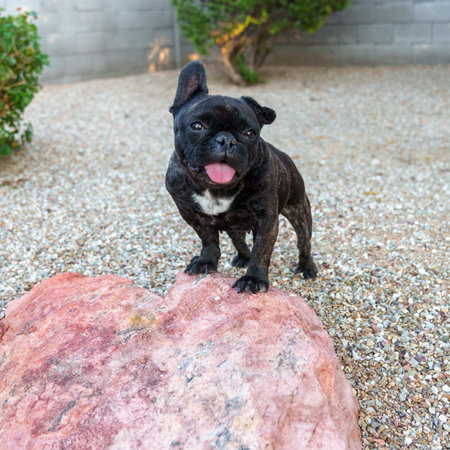 Natural lighting portrait of a small French bulldog on a rockの写真素材