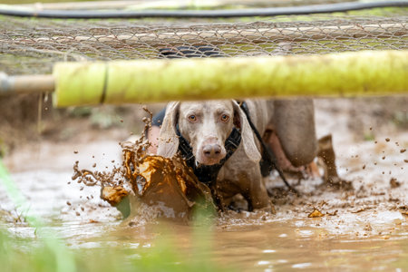 A Weimaraner dog splashing muddy water walking under an obstacle at a mud raceの写真素材