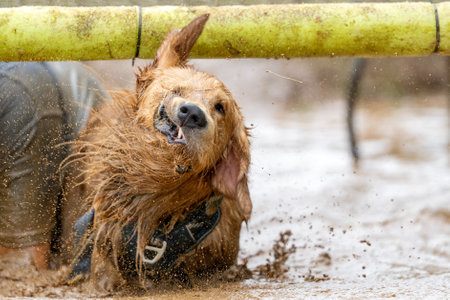 Golden Retriever dog shaking off muddy water after a mud race obstacleの写真素材