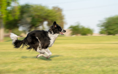 Black and white miniature American shepherd running at the parkの写真素材