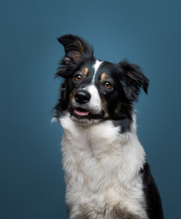 Studio portrait of a tri-color border collie against a blue backdropの写真素材