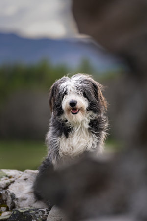 Natural lighting outdoor portrait of a Bearded Collie framed between two rocksの写真素材