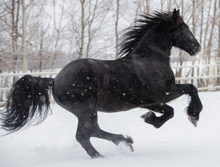 Friesian horse rising up running through the snowの写真素材
