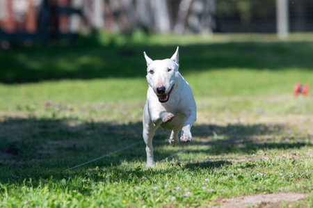 White miniature bull terrier during a fast cat lure race on the grassの写真素材