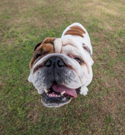 White English Bulldog on the grass at the park looking up at the camera for a close up portraitの写真素材