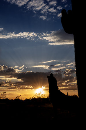 Beagle silhouette against the desert sky during sunset howlingの写真素材