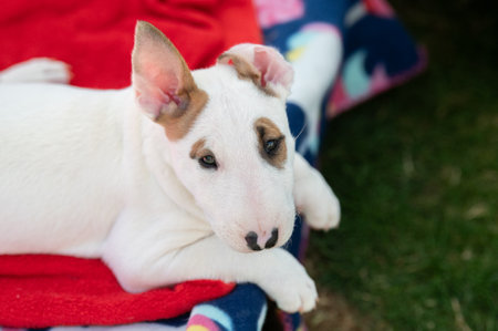 Cute white bull terrier puppy looking up at the camera while lying on a bed in the grassの写真素材