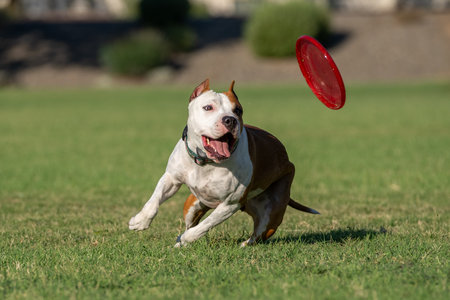 Red and white American Staffordshire Terrier keeping her eye on the disc right before she caught it playing at the parkの写真素材