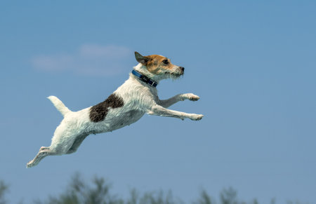 Jack Russell Terrier against a blue sky at a dock diving event jumping into the swimming poolの写真素材