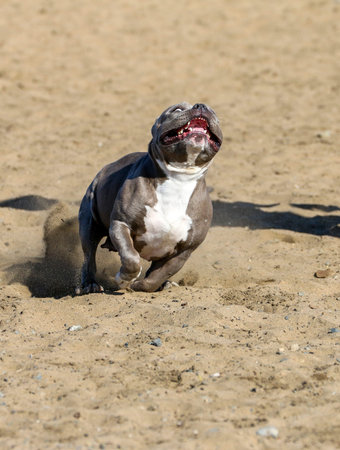 Gray pit bull running at the beach and playing in the sandの写真素材