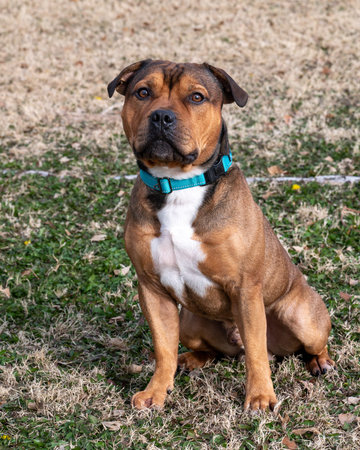 Brown Staffordshire bull terrier at the park sitting for a natural lighting portraitの写真素材