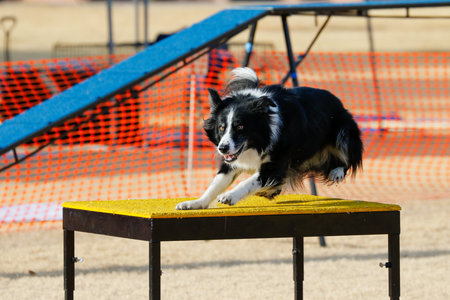 Border collie dog landing on an agility table at an outdoor eventの写真素材