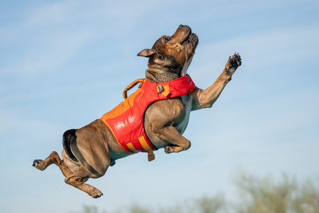 Staffordshire bull terrier after jumping off a dock in a lifevest waiting to land in the waterの写真素材