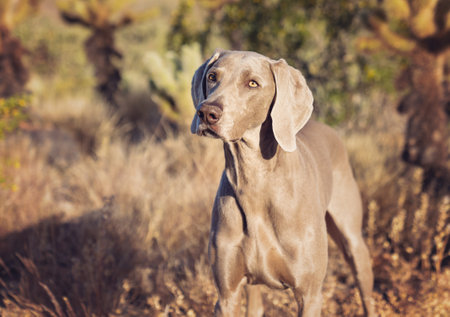 Weimaraner posing in the desert for a sunny portrait outdoorsの写真素材