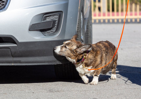 Corgi dog checking the bumper of a car for scent during a scenting gameの写真素材