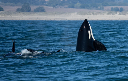 Orca whale spy hopping while two others swim by in Monterey Bay, CAの写真素材
