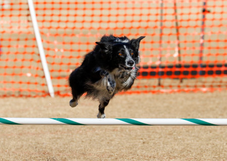 Border collie on an agility course going over a jump with his tongue outの写真素材